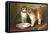 A Happy Birthday, Cats with Milk-null-Framed Stretched Canvas