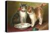 A Happy Birthday, Cats with Milk-null-Stretched Canvas