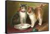 A Happy Birthday, Cats with Milk-null-Framed Stretched Canvas