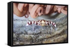 A Harlequin Swimming Crab Sits on its Host Tube Anemone-Stocktrek Images-Framed Stretched Canvas