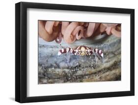 A Harlequin Swimming Crab Sits on its Host Tube Anemone-Stocktrek Images-Framed Photographic Print