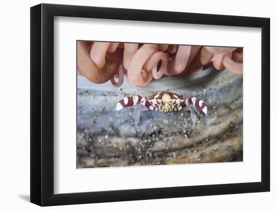 A Harlequin Swimming Crab Sits on its Host Tube Anemone-Stocktrek Images-Framed Photographic Print