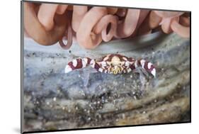 A Harlequin Swimming Crab Sits on its Host Tube Anemone-Stocktrek Images-Mounted Photographic Print