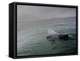 A Haviside's Dolphin, Cephalorhynchus Heavisidii, Comes Up for Air in the Atlantic Ocean-Alex Saberi-Framed Stretched Canvas