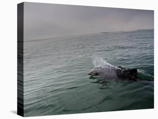 A Haviside's Dolphin, Cephalorhynchus Heavisidii, Comes Up for Air in the Atlantic Ocean-Alex Saberi-Stretched Canvas