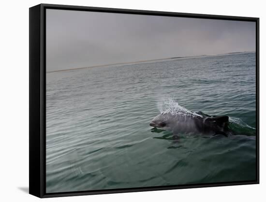 A Haviside's Dolphin, Cephalorhynchus Heavisidii, Comes Up for Air in the Atlantic Ocean-Alex Saberi-Framed Stretched Canvas