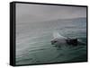 A Haviside's Dolphin, Cephalorhynchus Heavisidii, Comes Up for Air in the Atlantic Ocean-Alex Saberi-Framed Stretched Canvas