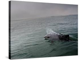 A Haviside's Dolphin, Cephalorhynchus Heavisidii, Comes Up for Air in the Atlantic Ocean-Alex Saberi-Stretched Canvas