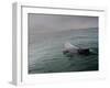 A Haviside's Dolphin, Cephalorhynchus Heavisidii, Comes Up for Air in the Atlantic Ocean-Alex Saberi-Framed Photographic Print