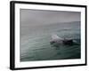 A Haviside's Dolphin, Cephalorhynchus Heavisidii, Comes Up for Air in the Atlantic Ocean-Alex Saberi-Framed Photographic Print