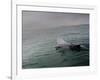 A Haviside's Dolphin, Cephalorhynchus Heavisidii, Comes Up for Air in the Atlantic Ocean-Alex Saberi-Framed Photographic Print