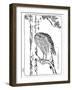 A Hawk, 1898-Kawanabe Kyosai-Framed Giclee Print