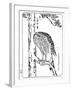 A Hawk, 1898-Kawanabe Kyosai-Framed Giclee Print