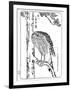 A Hawk, 1898-Kawanabe Kyosai-Framed Giclee Print