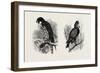 A Hawk from Nature (Left) and a Hawk from the National Gallery (Right)-null-Framed Giclee Print