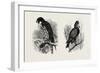 A Hawk from Nature (Left) and a Hawk from the National Gallery (Right)-null-Framed Giclee Print