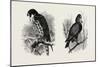 A Hawk from Nature (Left) and a Hawk from the National Gallery (Right)-null-Mounted Giclee Print