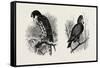 A Hawk from Nature (Left) and a Hawk from the National Gallery (Right)-null-Framed Stretched Canvas