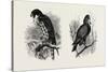 A Hawk from Nature (Left) and a Hawk from the National Gallery (Right)-null-Stretched Canvas