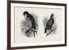 A Hawk from Nature (Left) and a Hawk from the National Gallery (Right)-null-Framed Giclee Print