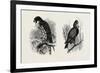 A Hawk from Nature (Left) and a Hawk from the National Gallery (Right)-null-Framed Giclee Print