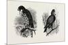 A Hawk from Nature (Left) and a Hawk from the National Gallery (Right)-null-Mounted Giclee Print