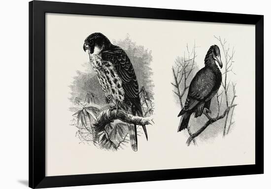 A Hawk from Nature (Left) and a Hawk from the National Gallery (Right)-null-Framed Giclee Print
