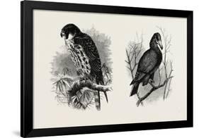 A Hawk from Nature (Left) and a Hawk from the National Gallery (Right)-null-Framed Giclee Print