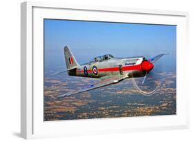 A Hawker Sea Fury T.Mk.20 Dreadnought Aircraft in Flight-null-Framed Photographic Print