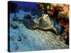 A Hawksbill Sea Turtle Resting under a Reef in Cozumel, Mexico-Stocktrek Images-Stretched Canvas