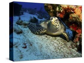 A Hawksbill Sea Turtle Resting under a Reef in Cozumel, Mexico-Stocktrek Images-Stretched Canvas