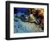 A Hawksbill Sea Turtle Resting under a Reef in Cozumel, Mexico-Stocktrek Images-Framed Photographic Print