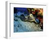 A Hawksbill Sea Turtle Resting under a Reef in Cozumel, Mexico-Stocktrek Images-Framed Photographic Print