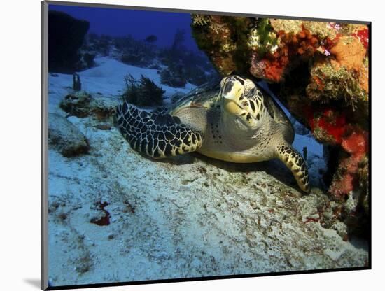 A Hawksbill Sea Turtle Resting under a Reef in Cozumel, Mexico-Stocktrek Images-Mounted Photographic Print