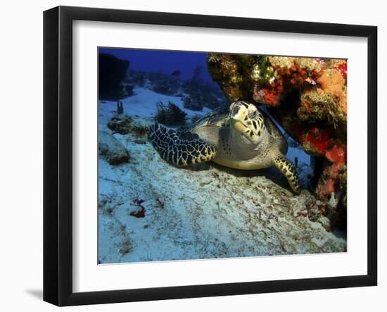 A Hawksbill Sea Turtle Resting under a Reef in Cozumel, Mexico-Stocktrek Images-Framed Photographic Print