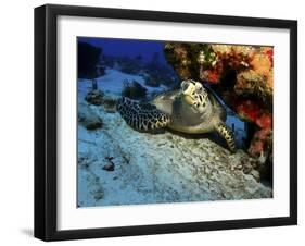 A Hawksbill Sea Turtle Resting under a Reef in Cozumel, Mexico-Stocktrek Images-Framed Photographic Print