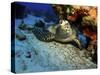 A Hawksbill Sea Turtle Resting under a Reef in Cozumel, Mexico-Stocktrek Images-Stretched Canvas