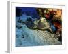 A Hawksbill Sea Turtle Resting under a Reef in Cozumel, Mexico-Stocktrek Images-Framed Photographic Print