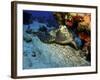 A Hawksbill Sea Turtle Resting under a Reef in Cozumel, Mexico-Stocktrek Images-Framed Photographic Print