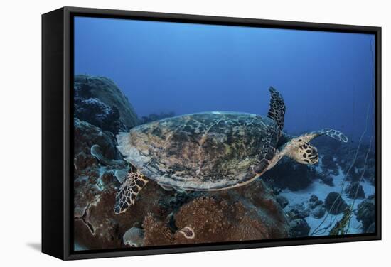 A Hawksbill Sea Turtle Swims over a Coral Reef in Palau-Stocktrek Images-Framed Stretched Canvas