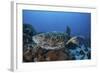 A Hawksbill Sea Turtle Swims over a Coral Reef in Palau-Stocktrek Images-Framed Photographic Print