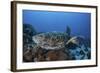 A Hawksbill Sea Turtle Swims over a Coral Reef in Palau-Stocktrek Images-Framed Photographic Print