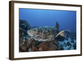 A Hawksbill Sea Turtle Swims over a Coral Reef in Palau-Stocktrek Images-Framed Photographic Print
