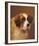 A Head of a Saint Bernard-P Magee-Framed Giclee Print