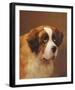 A Head of a Saint Bernard-P Magee-Framed Giclee Print