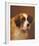 A Head of a Saint Bernard-P Magee-Framed Giclee Print