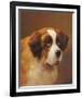 A Head of a Saint Bernard-P Magee-Framed Giclee Print