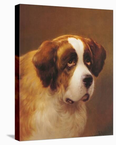 A Head of a Saint Bernard-P Magee-Stretched Canvas