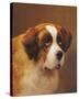 A Head of a Saint Bernard-P Magee-Stretched Canvas