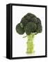 A Head of Broccoli-Dieter Heinemann-Framed Stretched Canvas